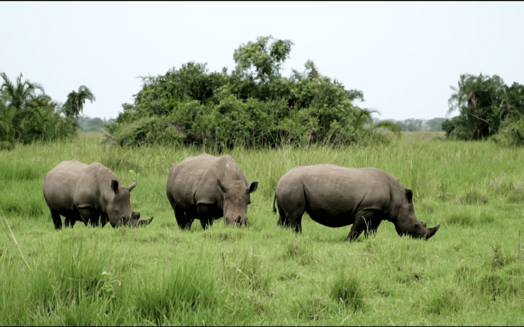 Safaritur i Uganda med Try Medics